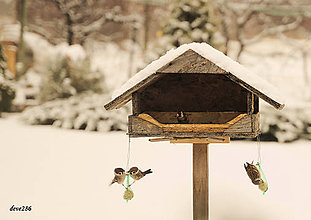 Fotografie - V záhrade sa začína zimná vtáčia hostina - 10295754_