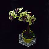 Dekorácie - Orchidej zelenofialová korálková - 10313885_