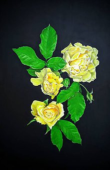 Obrazy - Yellow roses - 10319324_