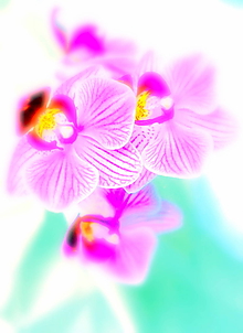Fotografie - Orchidea II. - 10382202_
