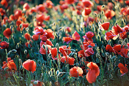 Fotografie - Flora 1711 >> Originálna fotografia na fine-art papieri - 10378943_