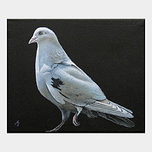 Obrazy - Bílý holub - olejomalba na plátně - 10418193_