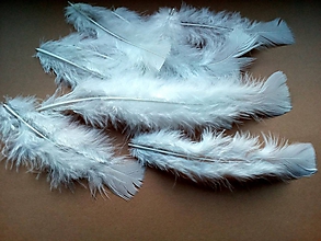 Suroviny - Morčacie perie - biele (10ks) - 10428917_