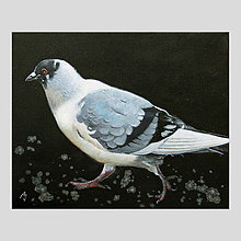 Obrazy - Kráčející holub - olejomalba na plátně - 10443069_