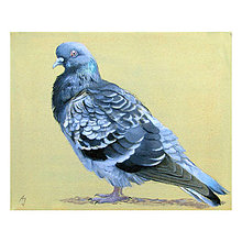 Obrazy - Takový normální holub - olejomalba na plátně - 10446446_