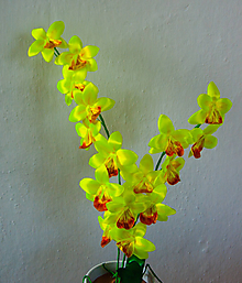 Dekorácie - Žltá krása - orchidea - 10518221_