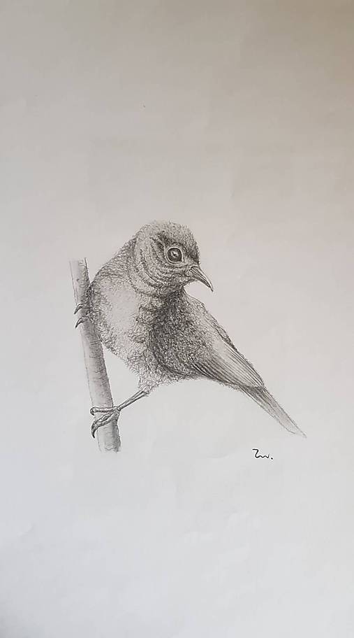 Zvedavec Zborino Sashe Sk Handmade Kresby Zvedavec vestucha is on facebook. sashe