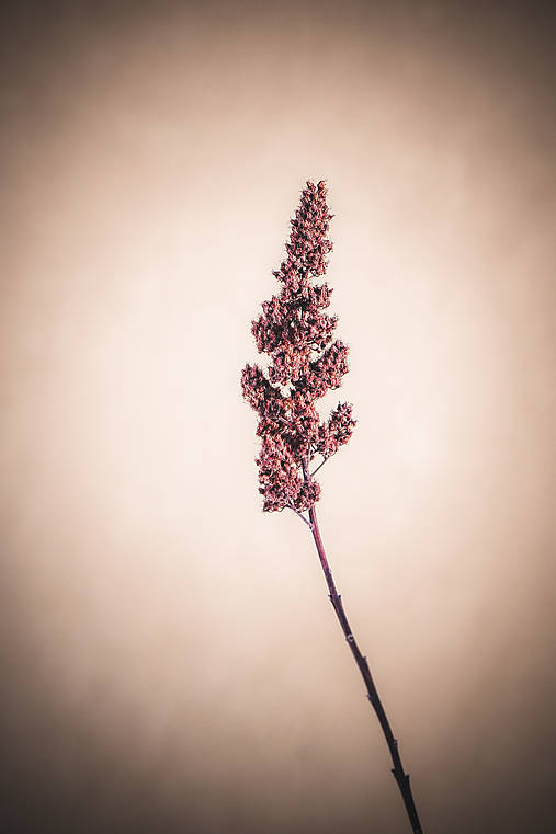 Fotografie - Poľná tráva - 10524055_