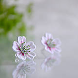 Náušnice - Květ sakury na ouška - 10556169_