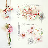  - Prunus, akvarel + ceruzka - 10586314_