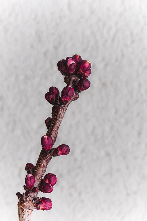 Fotografie - Púčiky - 10593856_