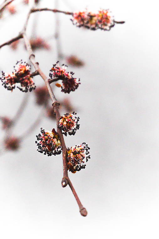 Fotografie - Jarná halúzka - 10598759_