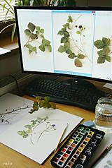 Kresby - Obraz “Ostružina ožinová – Rubus caesius” - 10632942_