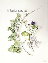 Kresby - Obraz “Ostružina ožinová – Rubus caesius” - 10632943_