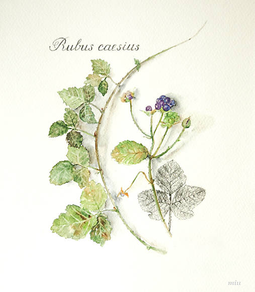 Obraz “Ostružina ožinová – Rubus caesius”