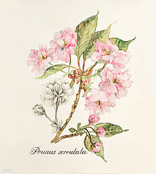 Obrazy - Obraz Prunus - 10632682_
