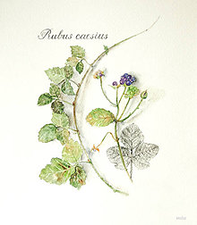 Kresby - Obraz “Ostružina ožinová – Rubus caesius” - 10633174_