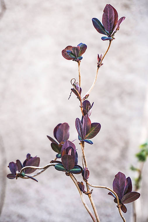 Fotografie - Nad plotom - 10646142_