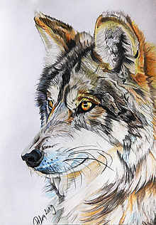 Kresby - Farebná kresba "Vlk dravý - Canis lupus" - 10728348_