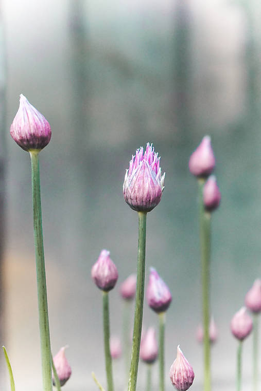 Fotografie - Pažítka - 10757498_