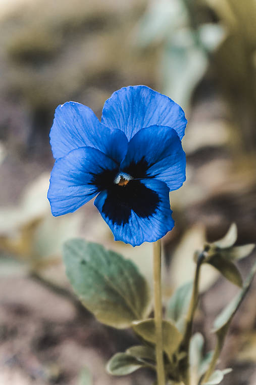 Fotografie - Sirôtka - 10757540_
