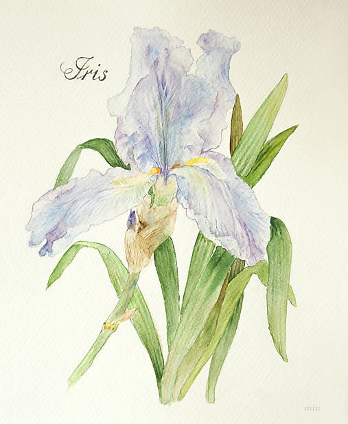 Obraz Kosatec (Iris)