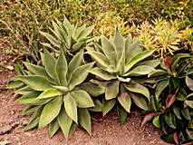 Fotografie - Agave - 10800252_