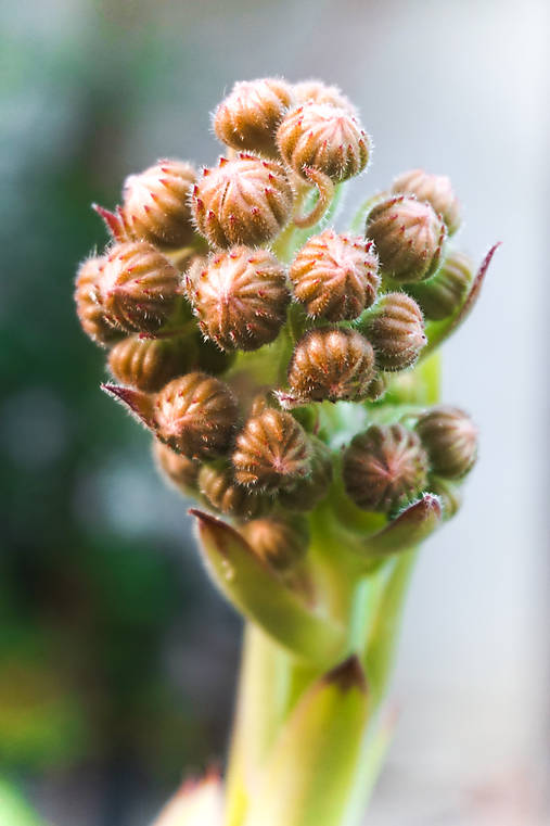 Fotografie - Skalná ruža - 10865048_