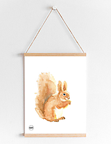 Art Print - veverička