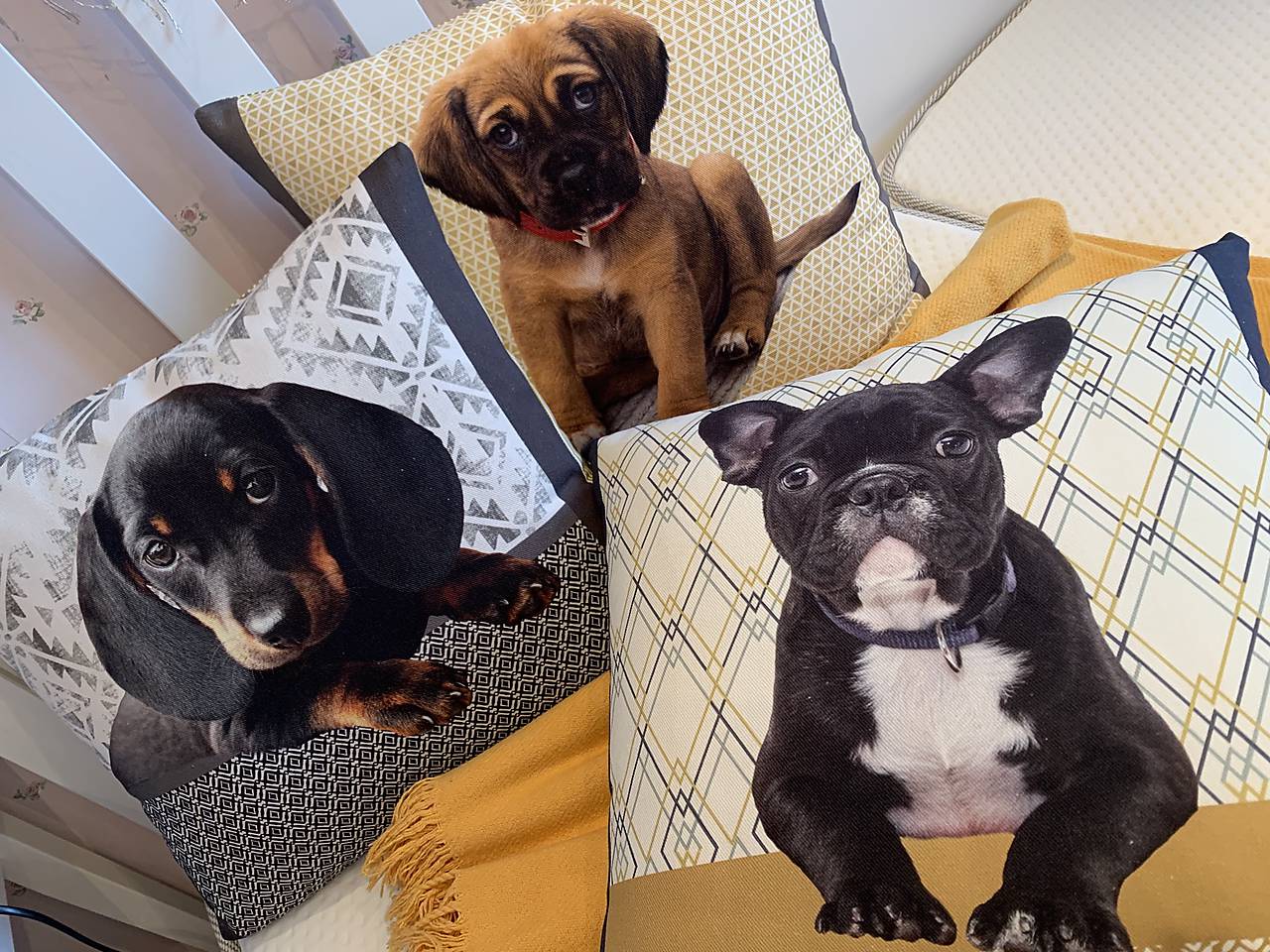 VANKÚŠIKY SKLADOM PSÍKY 