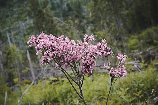 Fotografie - V rúbanisku slnečnom - 10919663_