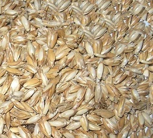 Suroviny - Špaldové a pohánkové šupky 1/2 kg (Špaldové šupky BIO sypané,) - 10973686_