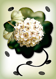 Grafika - Kvety v kvete (nepravidelný) (skupinka) - 10975691_