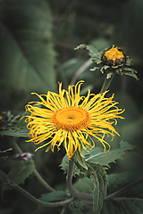 Žltý kvet s púčikom