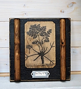 Malé botanické obrázky zo starého kabinetu - zelenina (Petržlen)