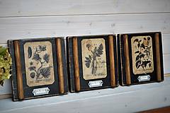 Dekorácie - Malé botanické obrázky zo starého kabinetu - zelenina (Rajčina) - 10998417_