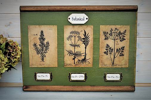 Tabuľky - Botanický obrázok zo starého kabinetu v zelenom I. - 10998305_