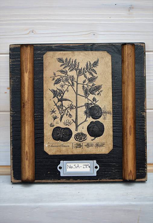 Malé botanické obrázky zo starého kabinetu - zelenina (Rajčina)