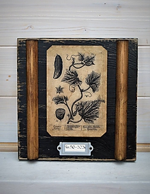 Dekorácie - Malé botanické obrázky zo starého kabinetu - zelenina (Uhorka) - 10998368_