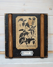 Dekorácie - Malé botanické obrázky zo starého kabinetu - zelenina (Paprika) - 10998375_