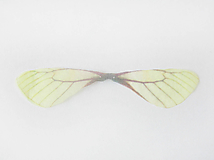 Komponenty - Prívesok Motýlie krídla, žltá/hnedá, bal.1pár - 11011188_