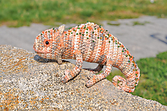Hačkovaný chameleon