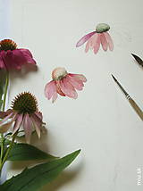 Obrazy - Obraz Echinacea purpurea - 11018932_