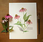 Obrazy - Obraz Echinacea purpurea - 11018933_