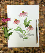 Obrazy - Obraz Echinacea purpurea - 11018970_