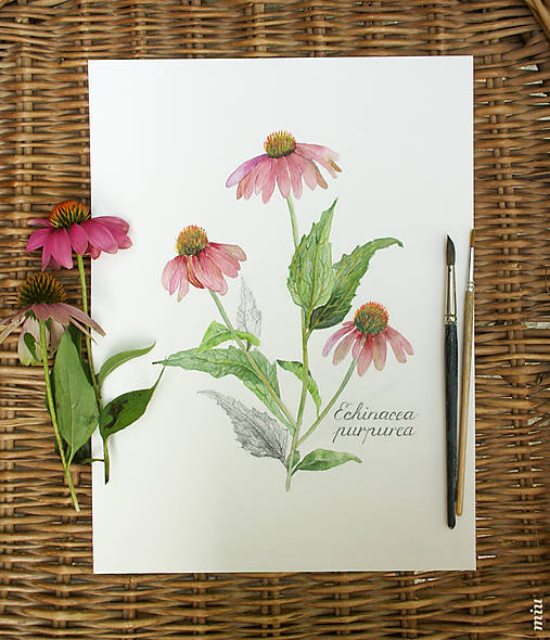  - Obraz Echinacea purpurea (A5 14,8x21cm) - 11018970_