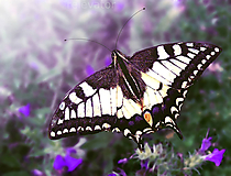 Fotografie - Motýľ užívajúci si - 11020754_