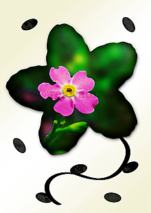 Grafika - Kvety v kvete (päť lupeňov) - 11034961_