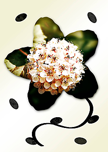 Grafika - Kvety v kvete (päť lupeňov) (parta správna) - 11034980_