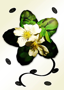 Grafika - Kvety v kvete (päť lupeňov) (vylúhované v slnci) - 11035006_